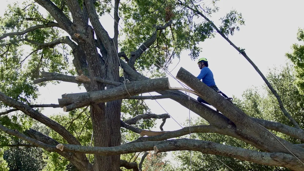 Professional Hazardous Tree Removal performed by certified arborists in Dubois